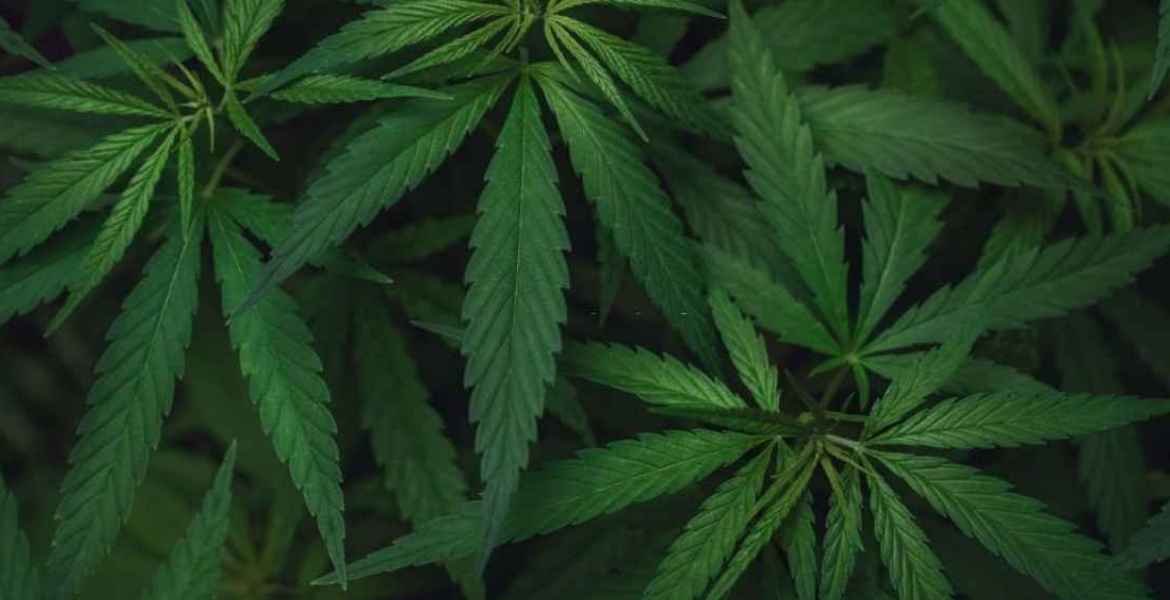 Cannabis ou Marijuana